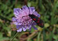 Six-spot-Burnet-on-Scabious-2